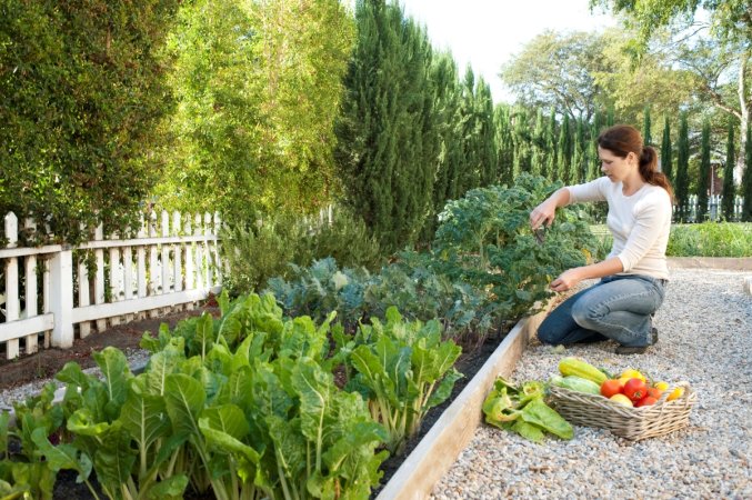 A woman is harvesting vegetables from her raised bed garden.