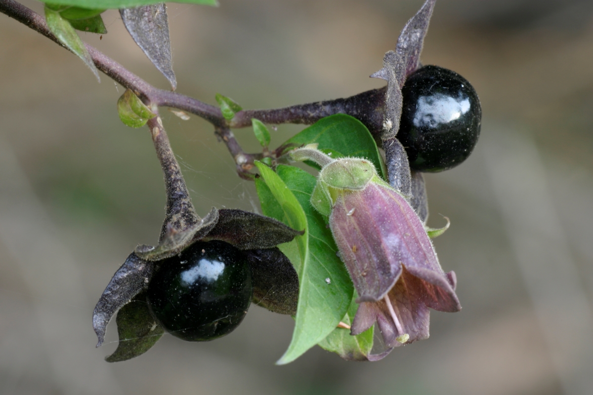 A purple Belladonna flower with two dark berries.