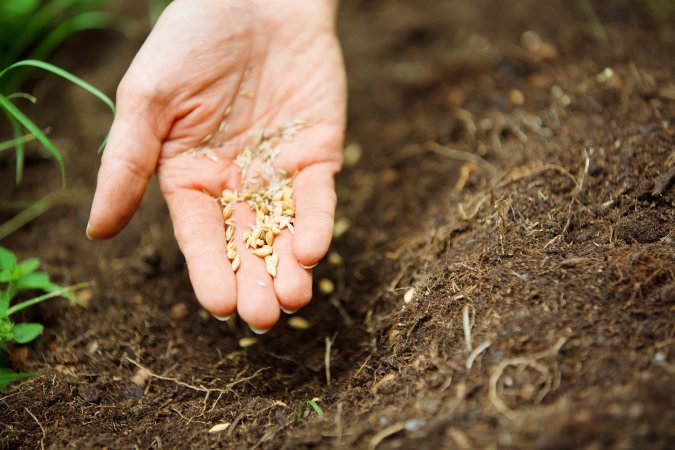 Person's hand holding seeds and placing them in soil.