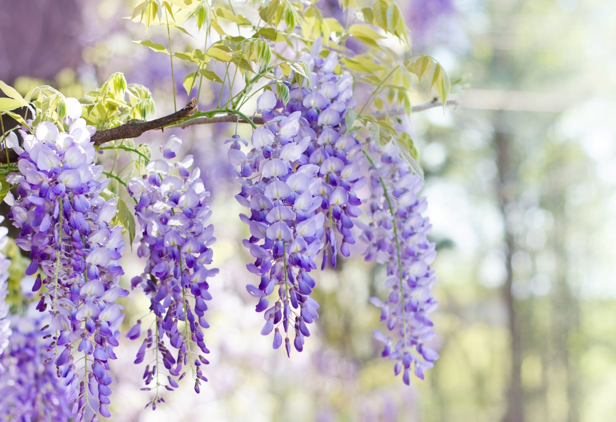 Wisteria tree with large purple blooms.