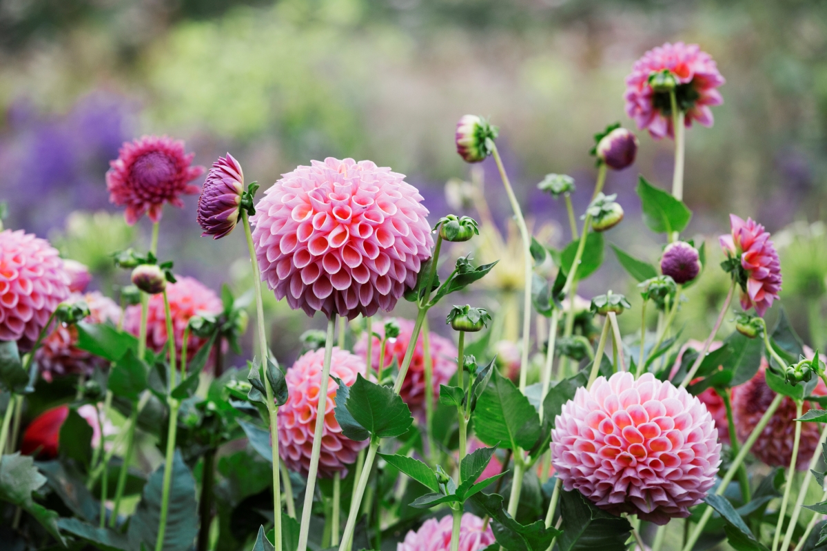 Pink globe dahlia flowers in the garden.