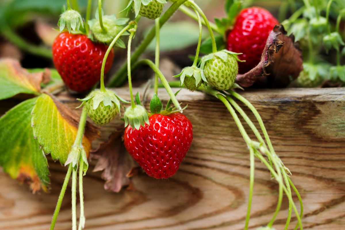 Strawberry plant with fruit and trailing leaves.