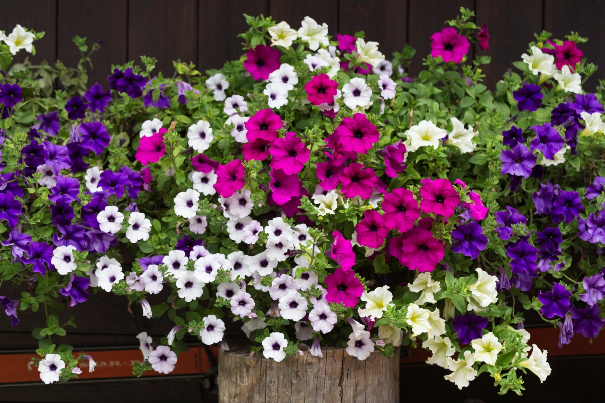 Different colored petunia flower bushes.