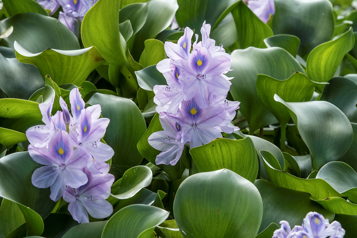 Light purple water hyacinth flowers among green leaves.