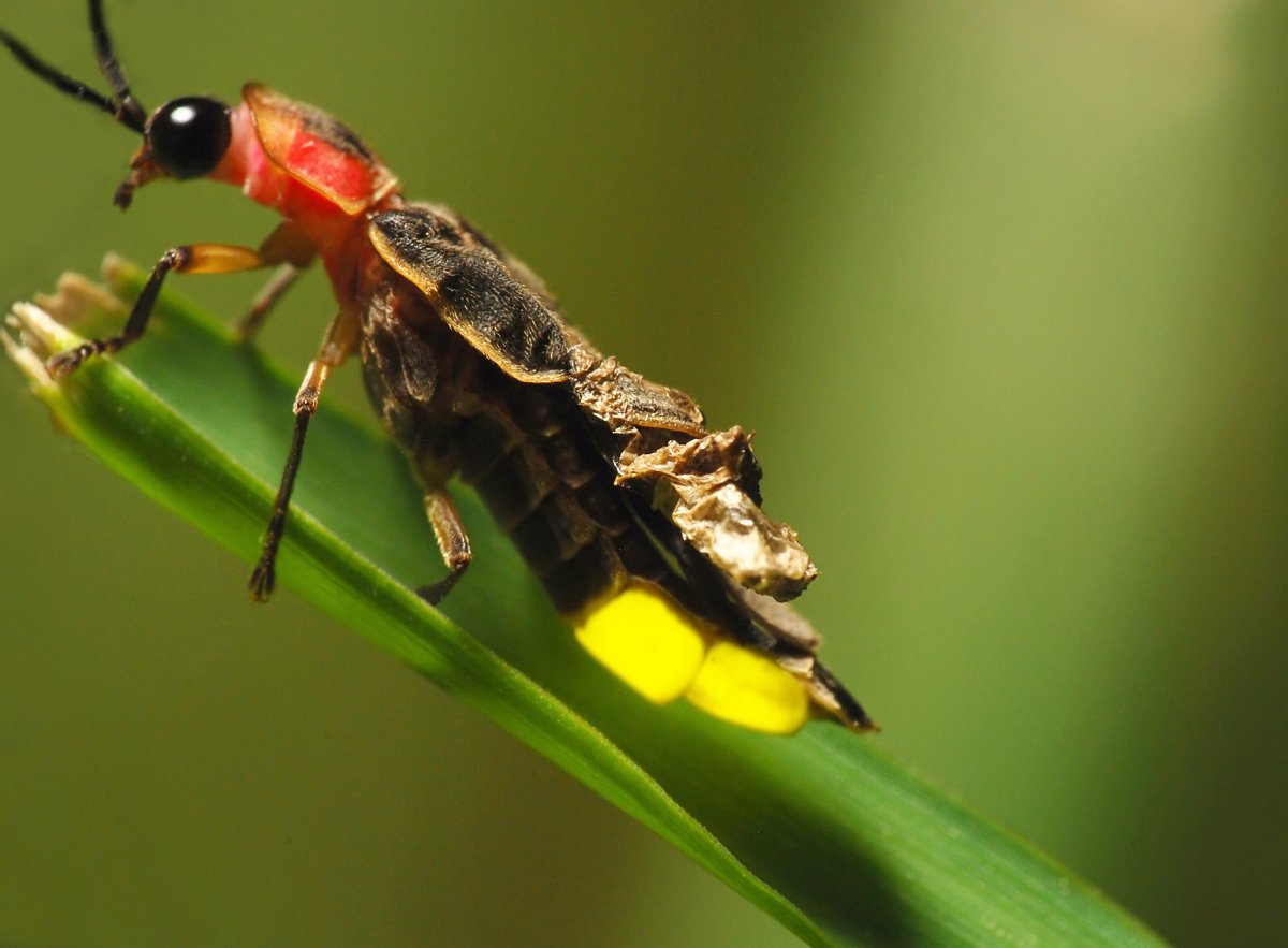 Lightning bug on a blade of grass with abdomen lit up.