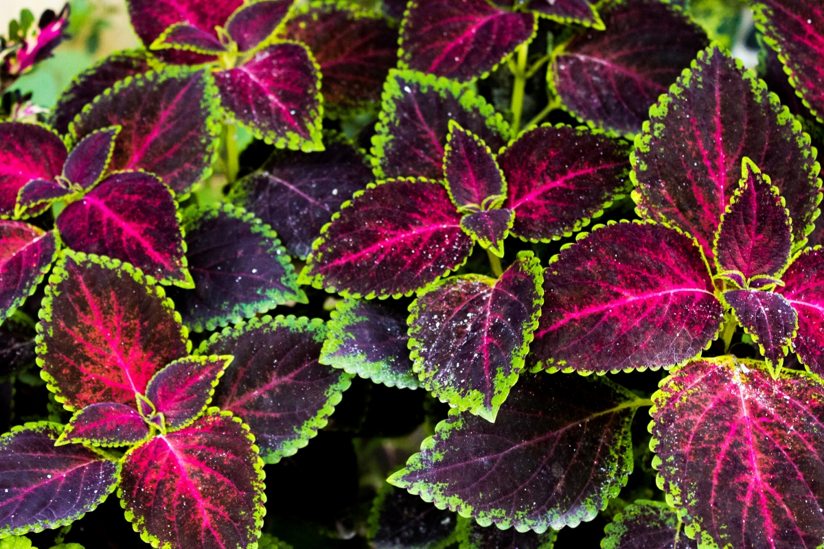 Plant with bright pink leaves with lime green border.