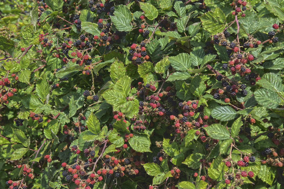 Himalayan blackberries berries are a food source for humans and animals alike, but they're invasive.