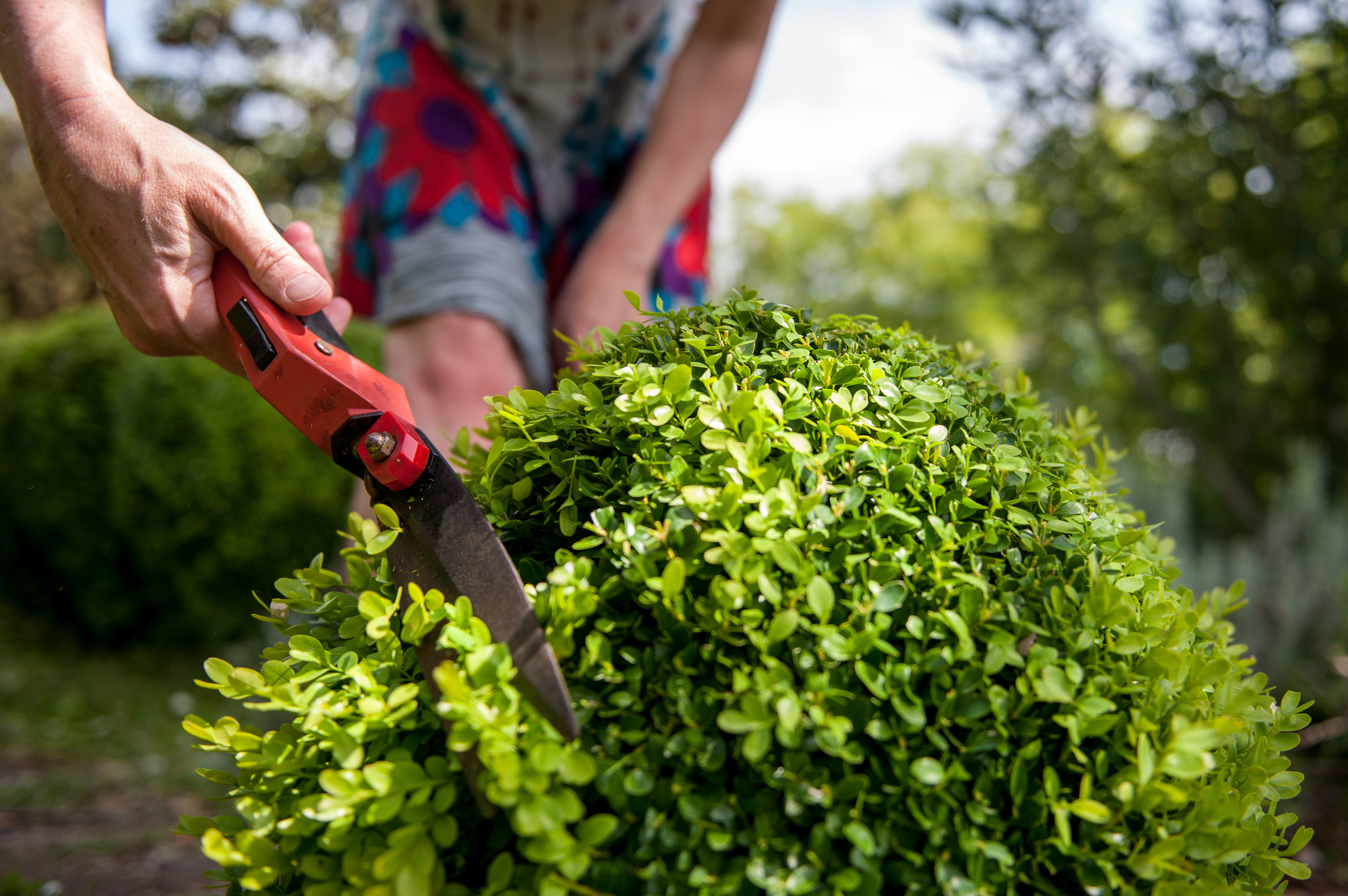 A senior woman prunes a small topiary shrub into a sphere with a handheld pair of easy-use pruning shears.