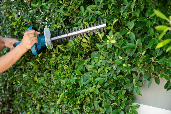 A home gardener trims their tall boxwood shrub with an electric hedge trimmer.