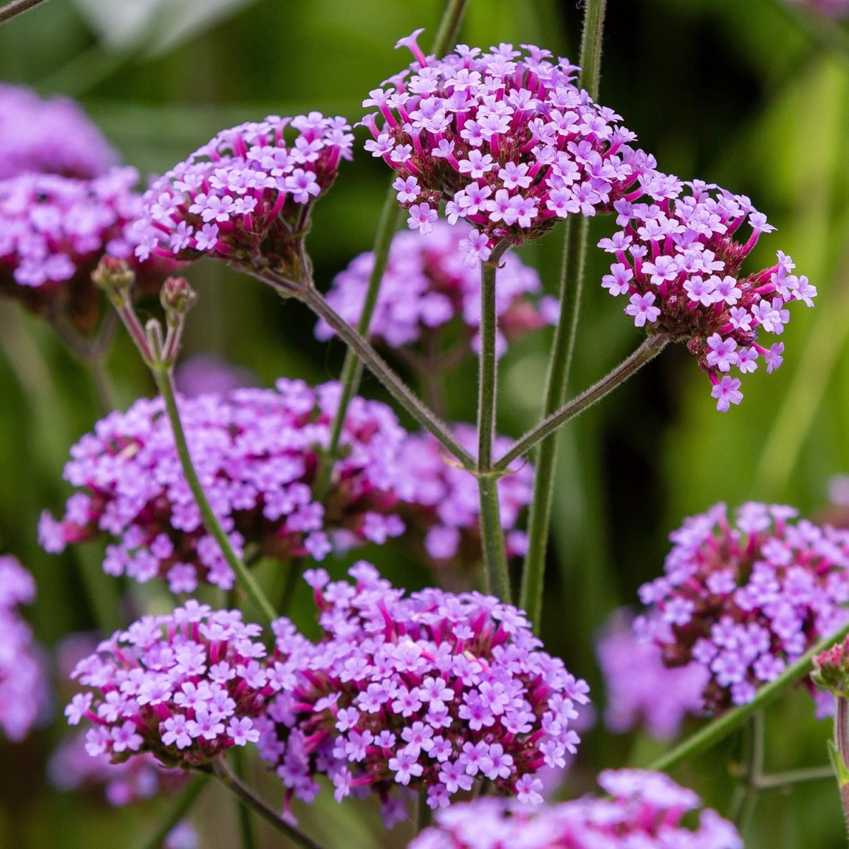 A plant with small clusters of purple flowers.