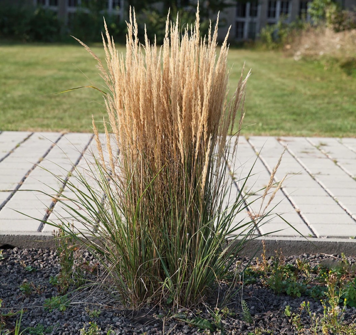 Ornamental grass with feather reed plumes.