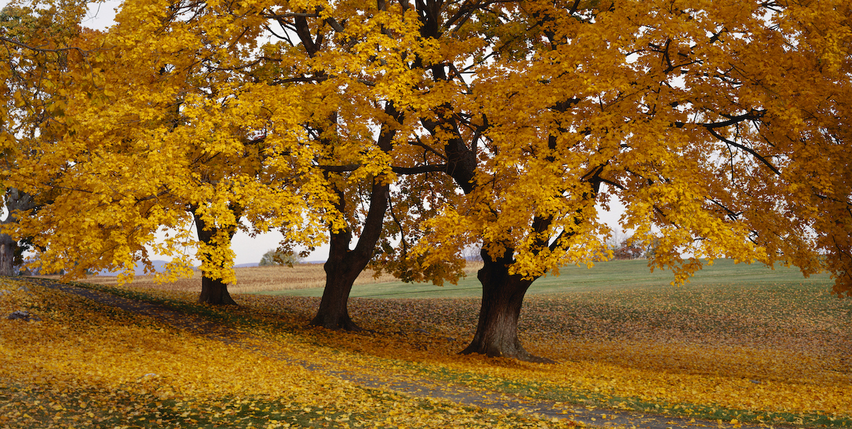 Box elder trees in fall in the Antietam National Battlefield.