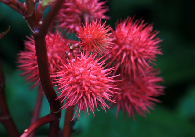 Pink, spiky fruits of Ricinus Communis, or Castor bean plant.