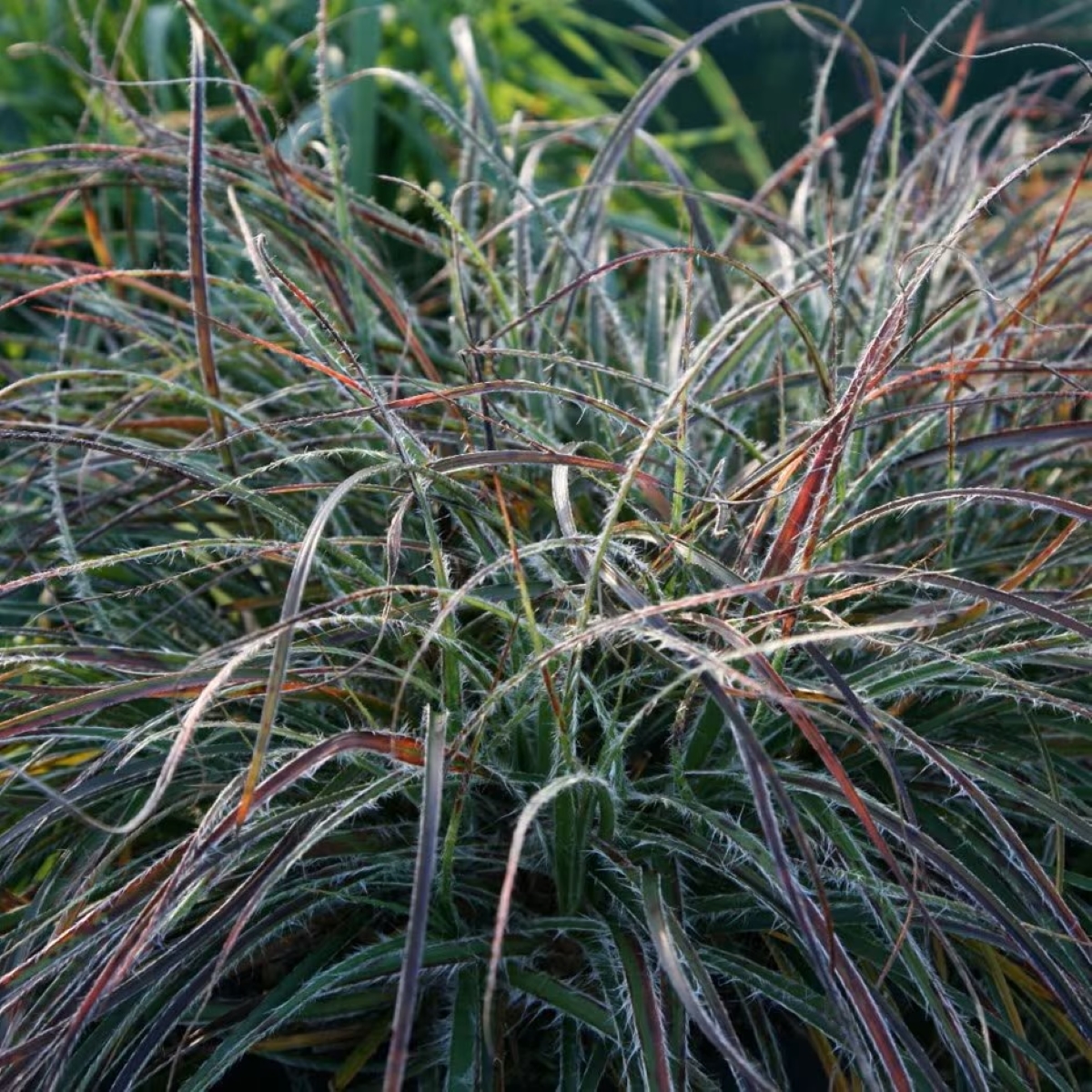 Ornamental grass with thin spikey green blades.