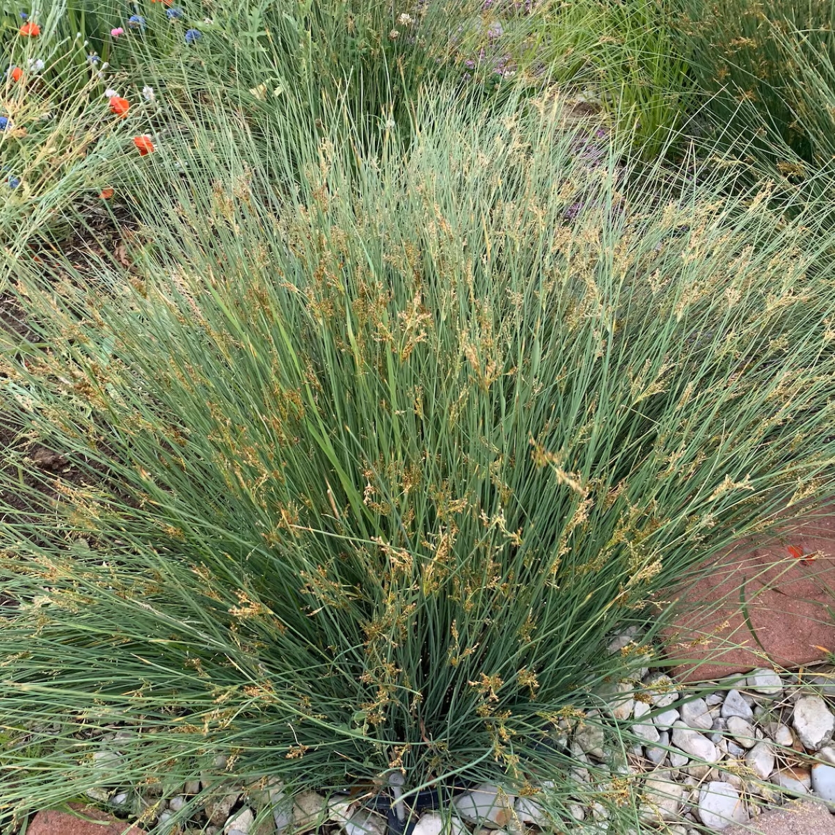 A large flowering ornamental grass.