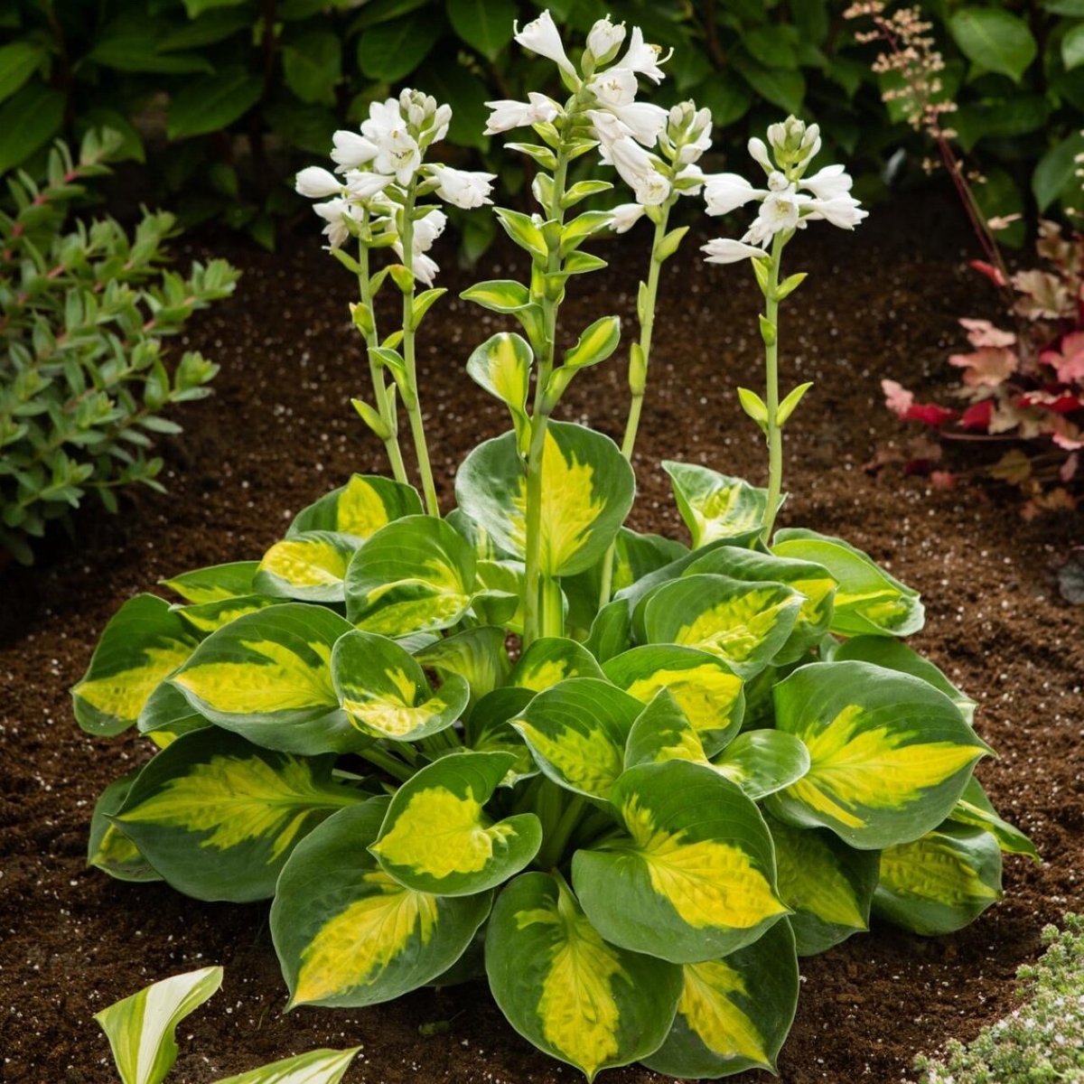 A green and yellow hosta plant with tall stalks of blooming white flowers.