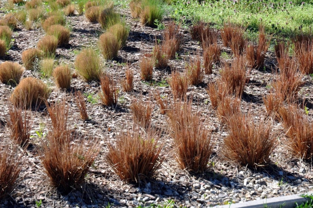 Reddish sedge grasses planted in rows in the garden.