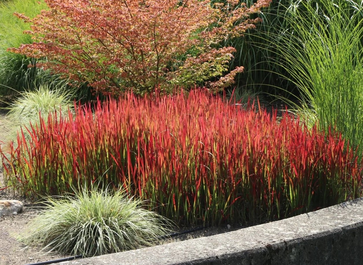 A group of bright red ornamental grass in the yard landscape.