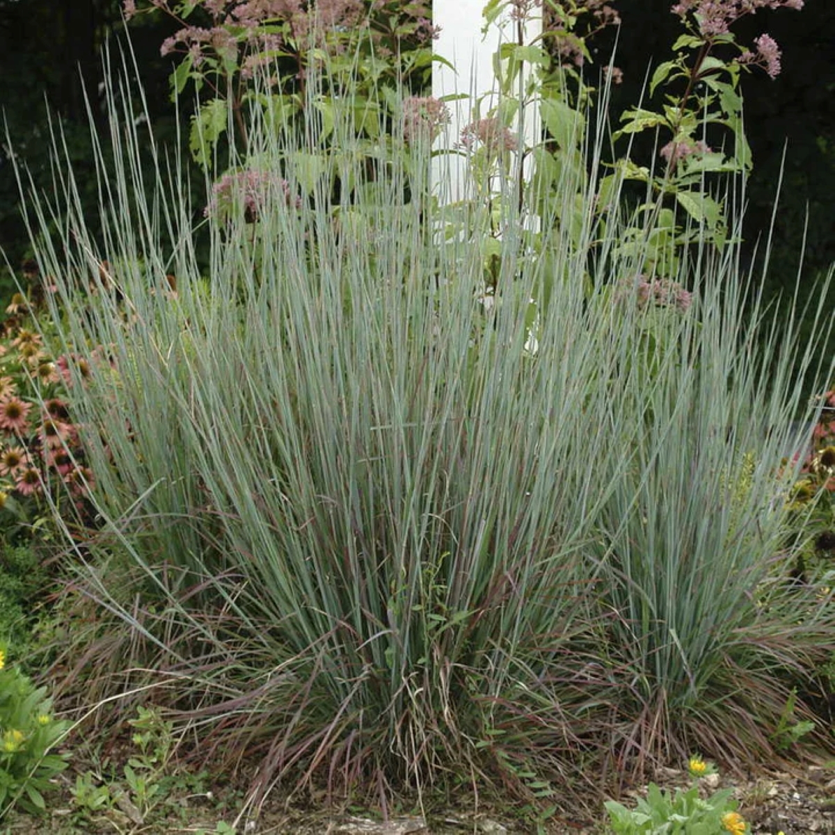 Large ornamental grass with blue tinted blades of grass.