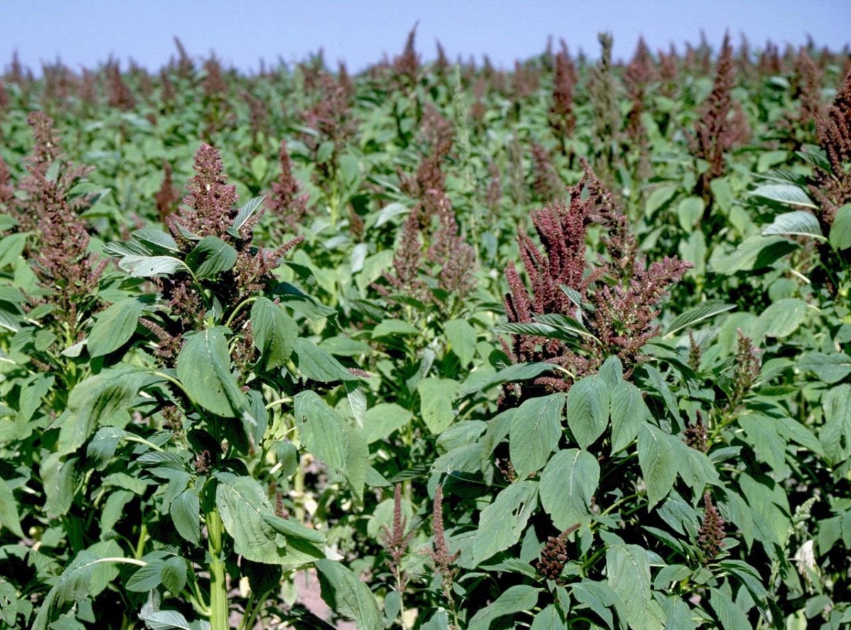 A large field of tall Pigweed plants with red blooms.