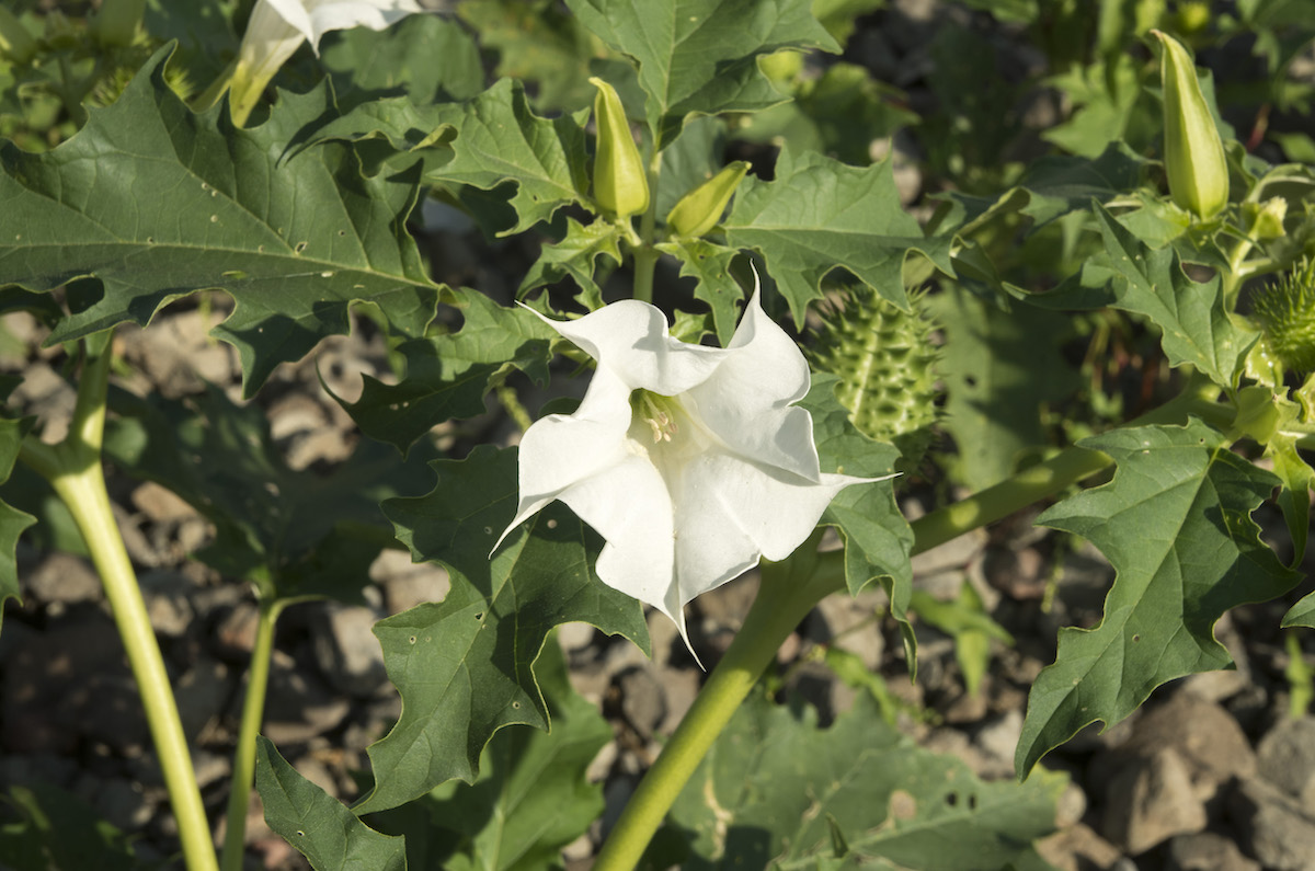 White flower and fruits of the plant jimson weed (otherwise known as thorn apple) in summer.