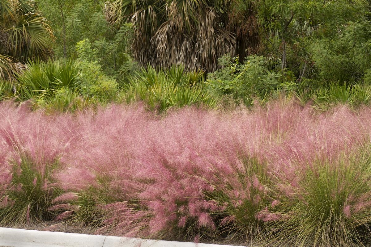 Pink muhly grasses planted along the street.