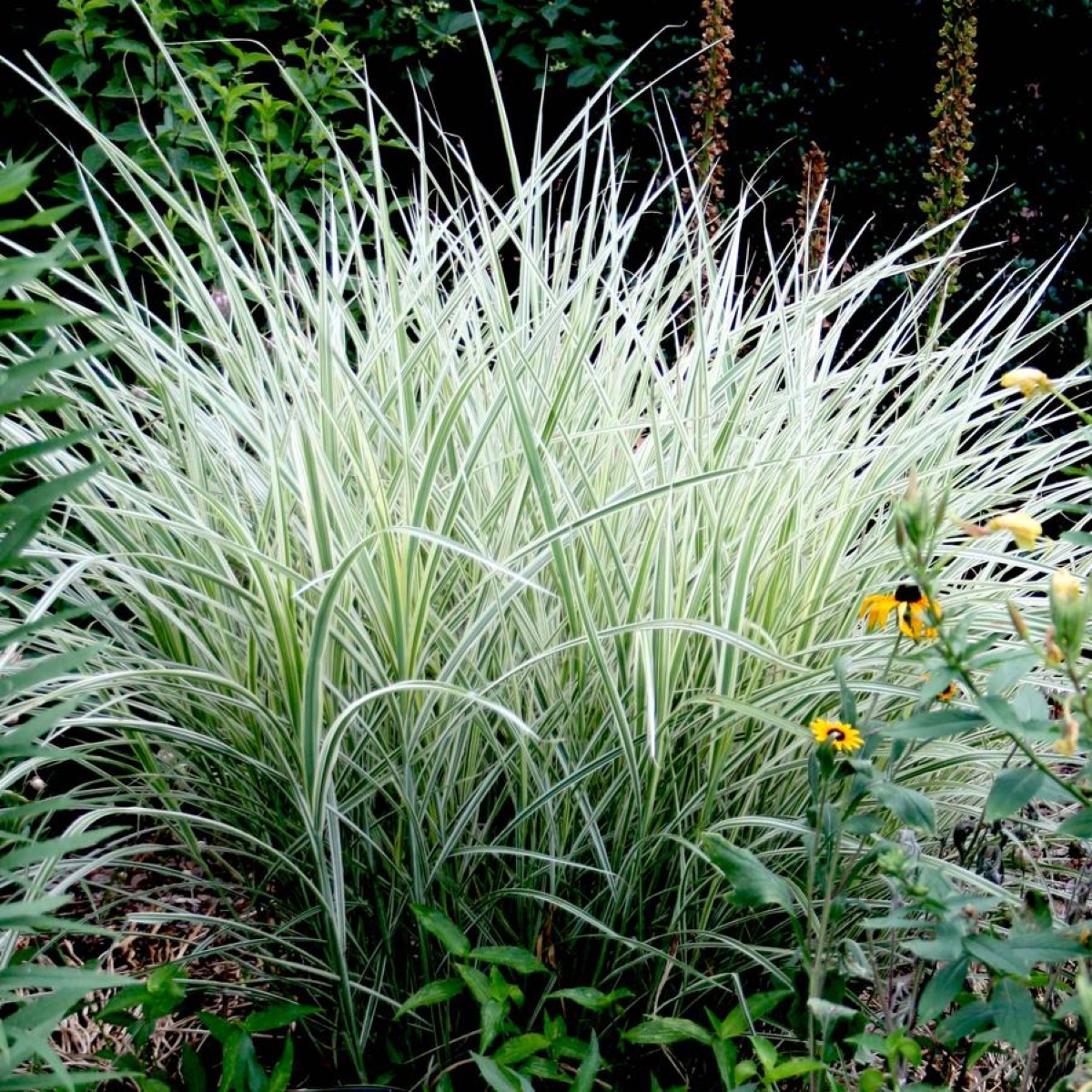 An ornamental grass with long silver blades.