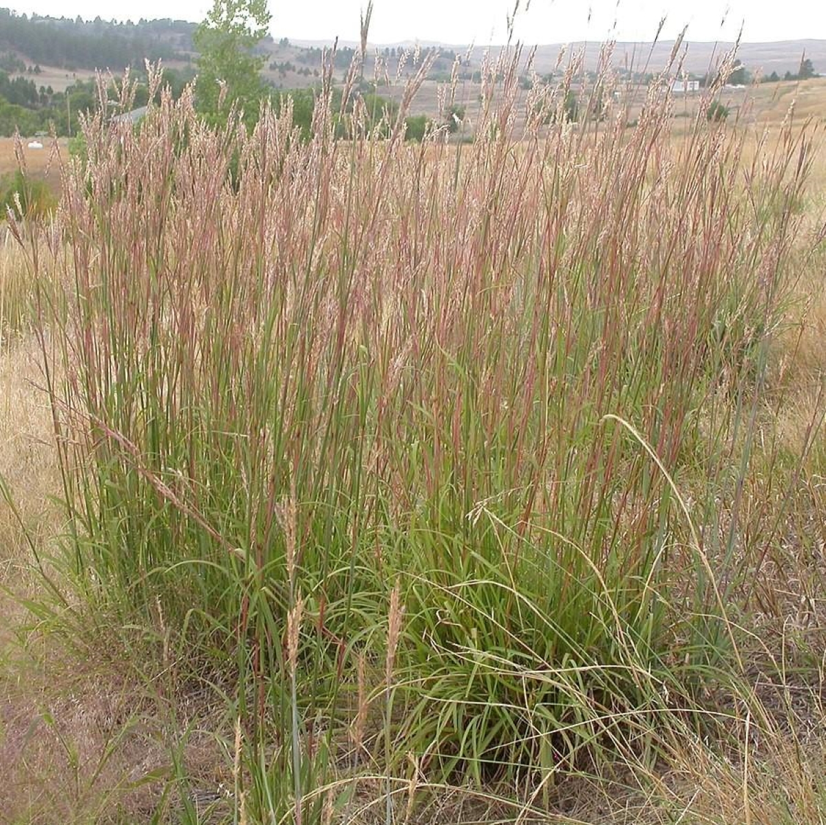 A large ornamental grass in a field.