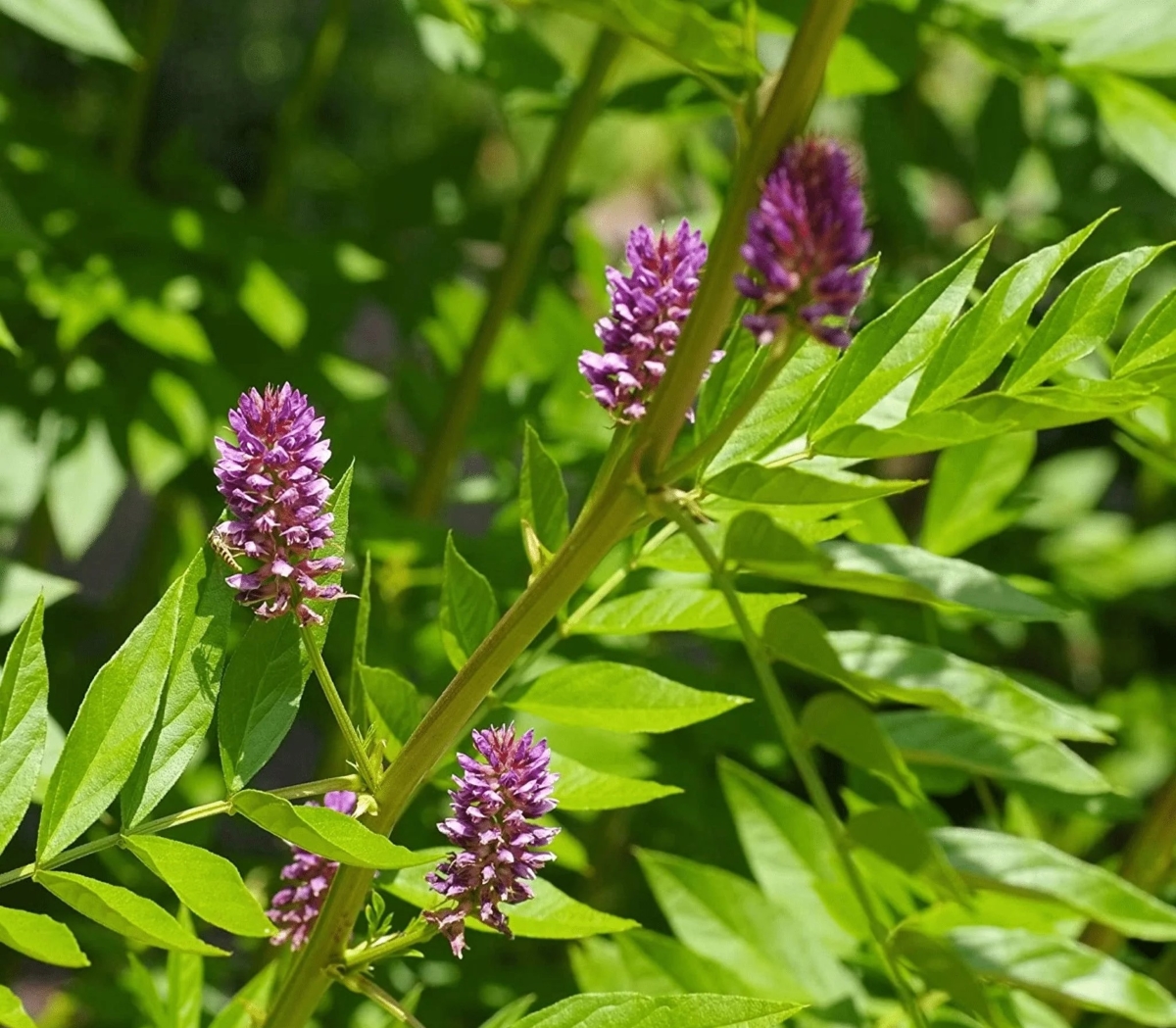 A green plant with purple spiky flower blooms.