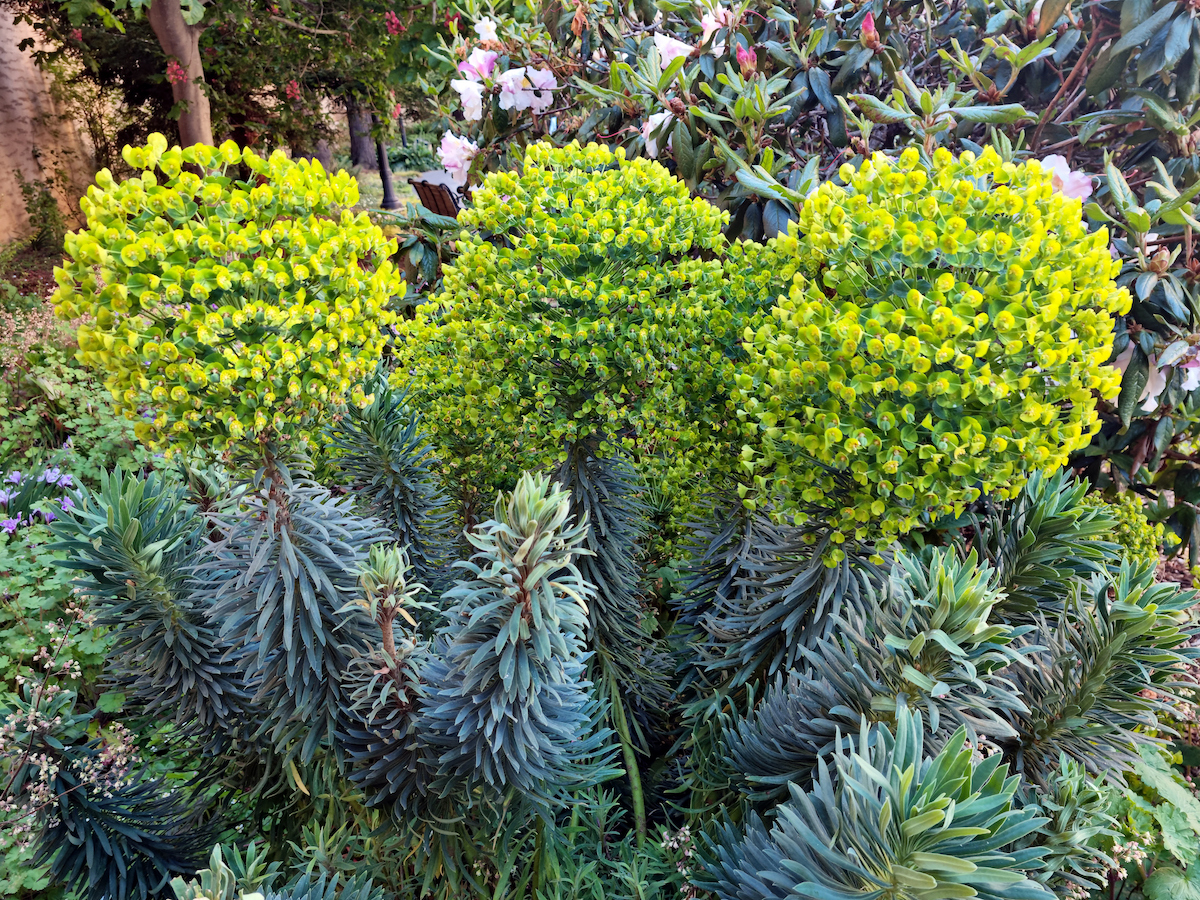 Cliff Spurge (Euphorbia characias) flowering at Presidio of San Francisco, California.