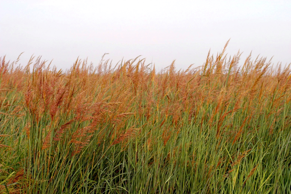 A field of tall grasses with yellow flowery plumes.