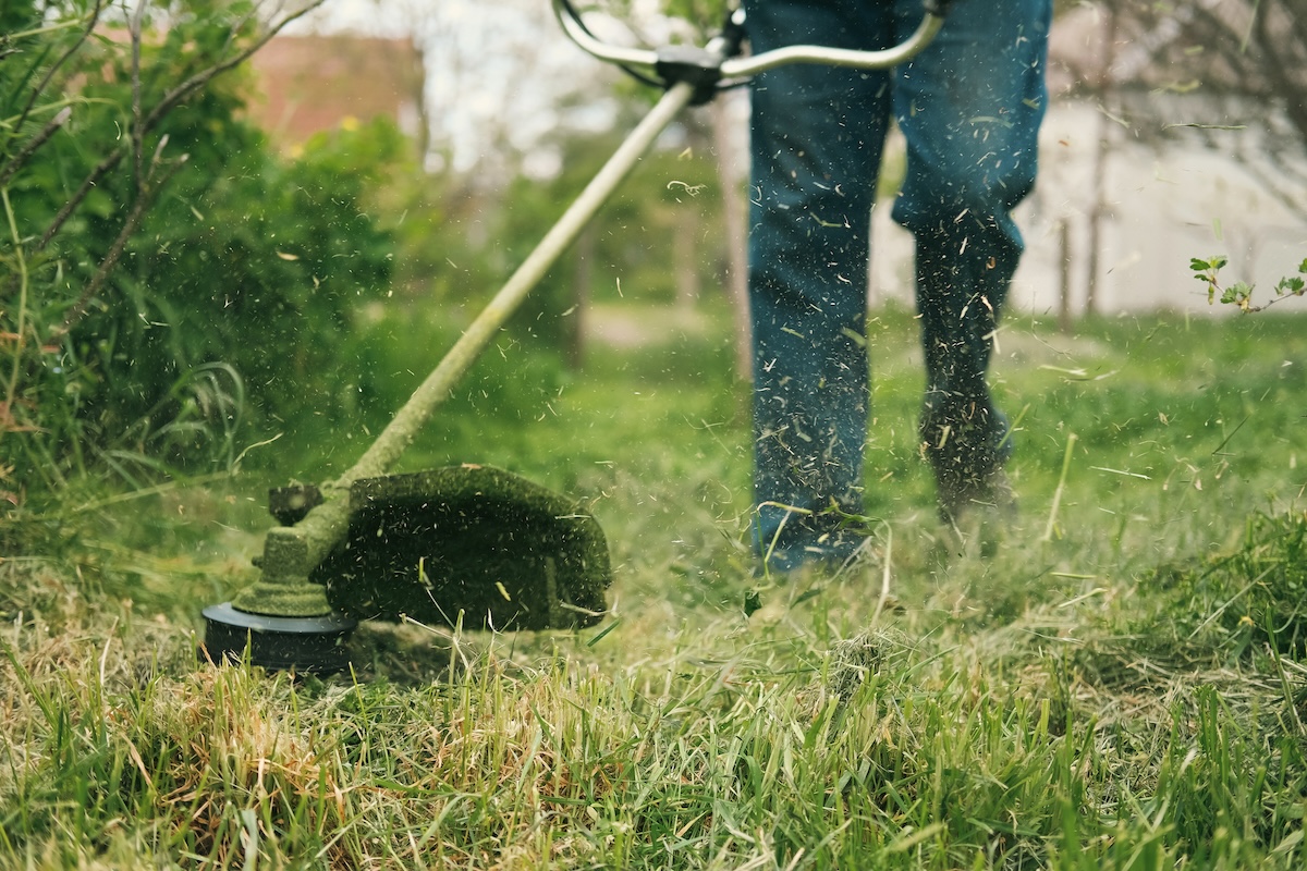 Man using weed trimmer on green lawn.