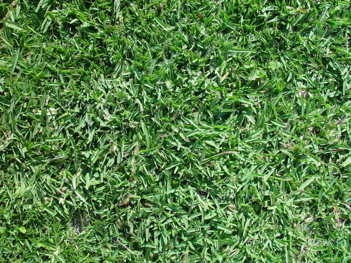 Buffalo grass blades grow densely together to form part of a lush-looking lawn.