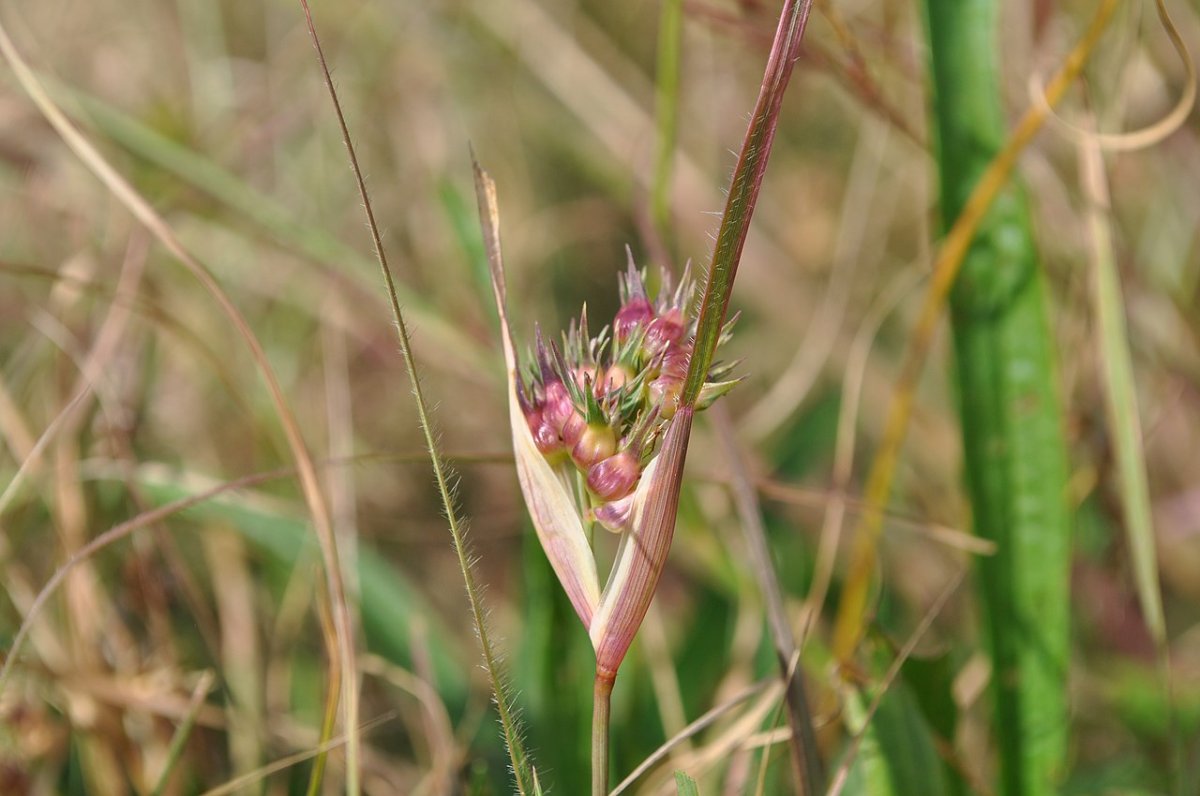 The florets and spikes of a buffalo grass (Bouteloua dactyloides) blade are visible as the grass self-spreads in the wild.