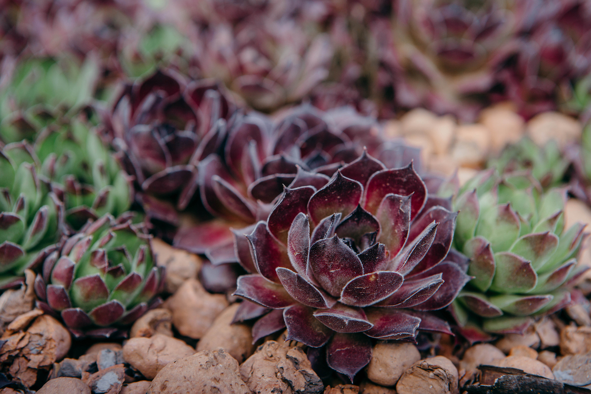 Black and green Hen and Chicks plants are bunched together inside of a rocky planter.