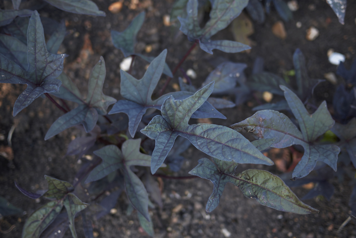 The leaves of the sweet potato plant are black and thin.