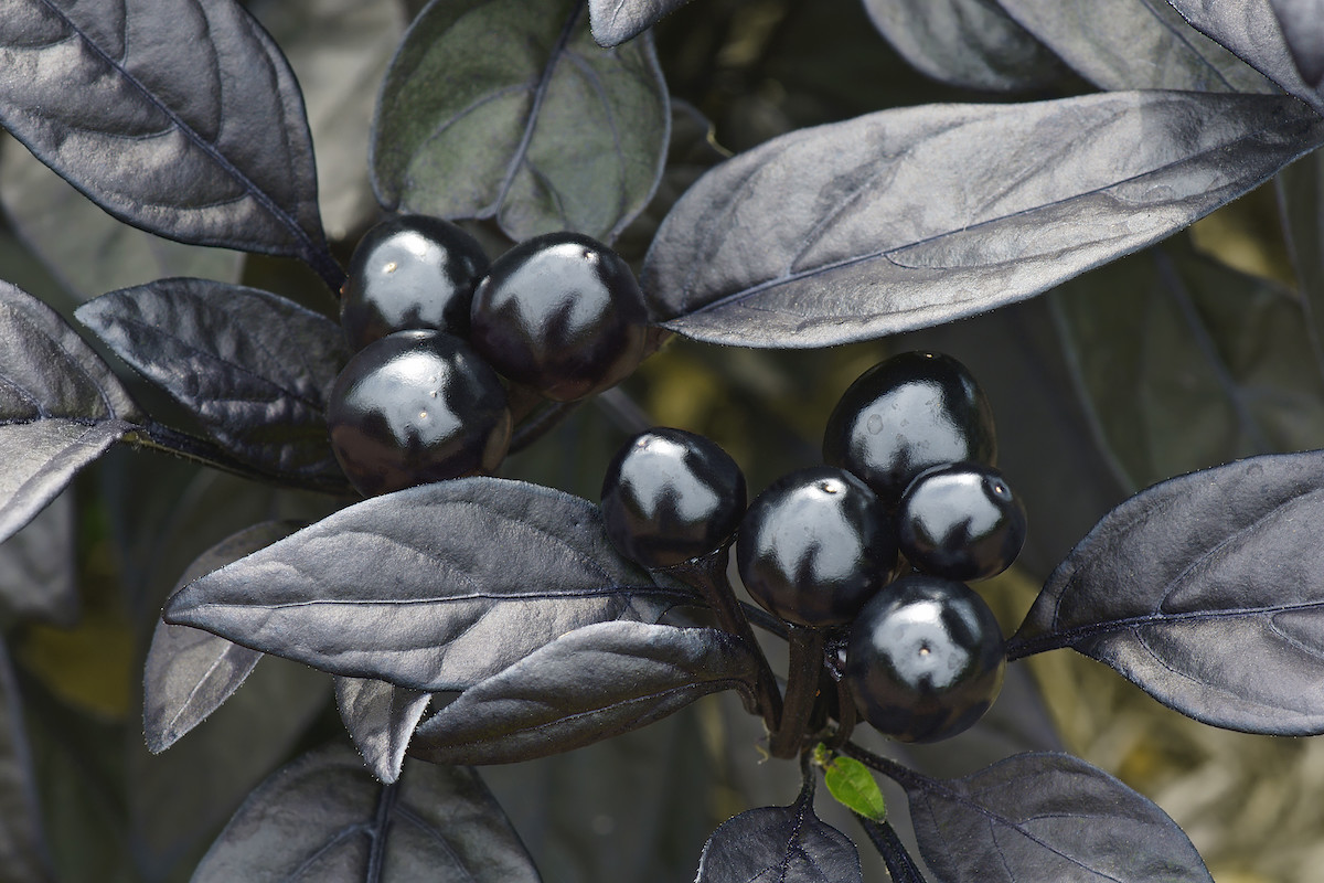 The fruits and leaves of a Black Pearl ornamental pepper plant are black and shiny.