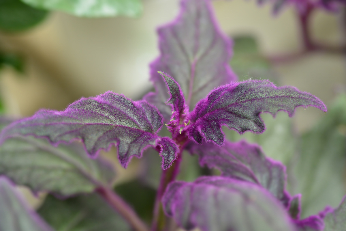 The dark green leaves of a Purple Passion plant are lined with purple coloring.