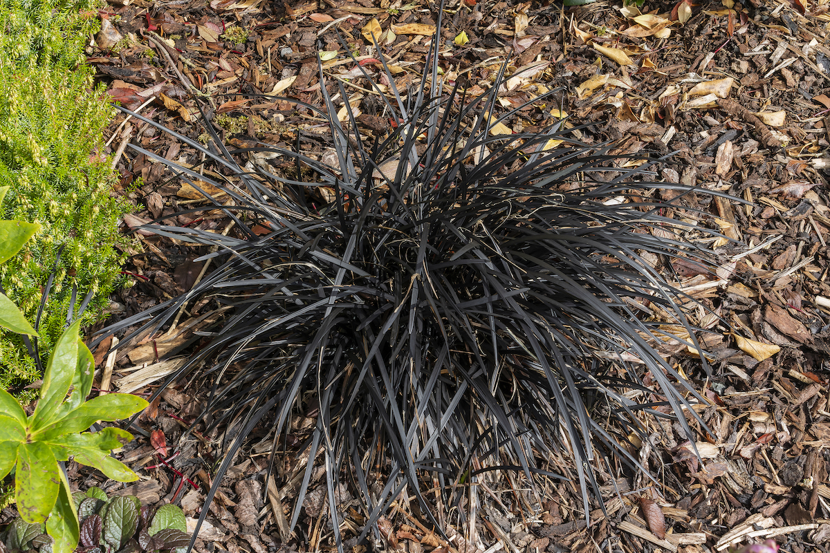 A Black Mondo Grass plant is an ornamental plant inside of a garden planter.