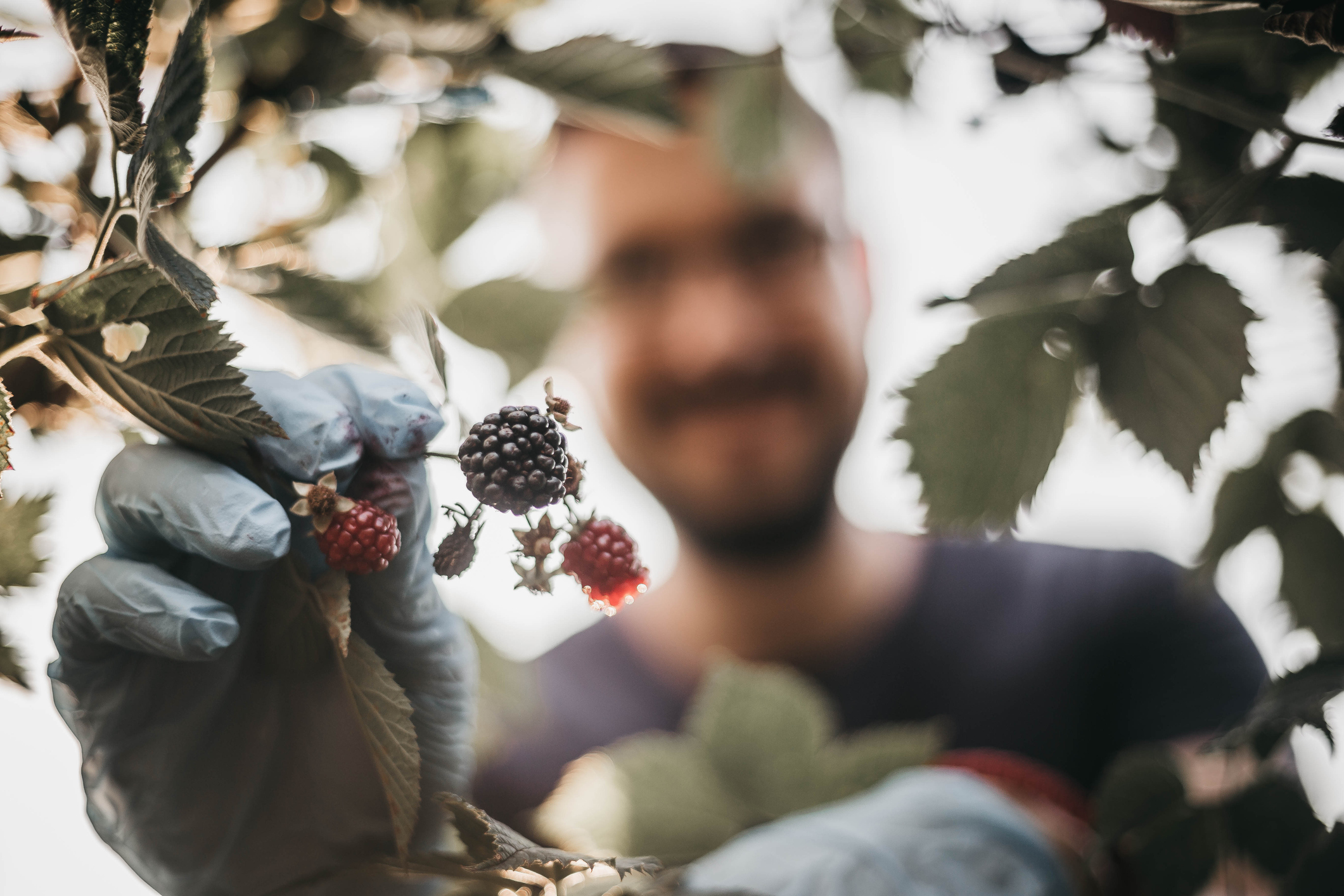 Close up of a man picking wild berries.