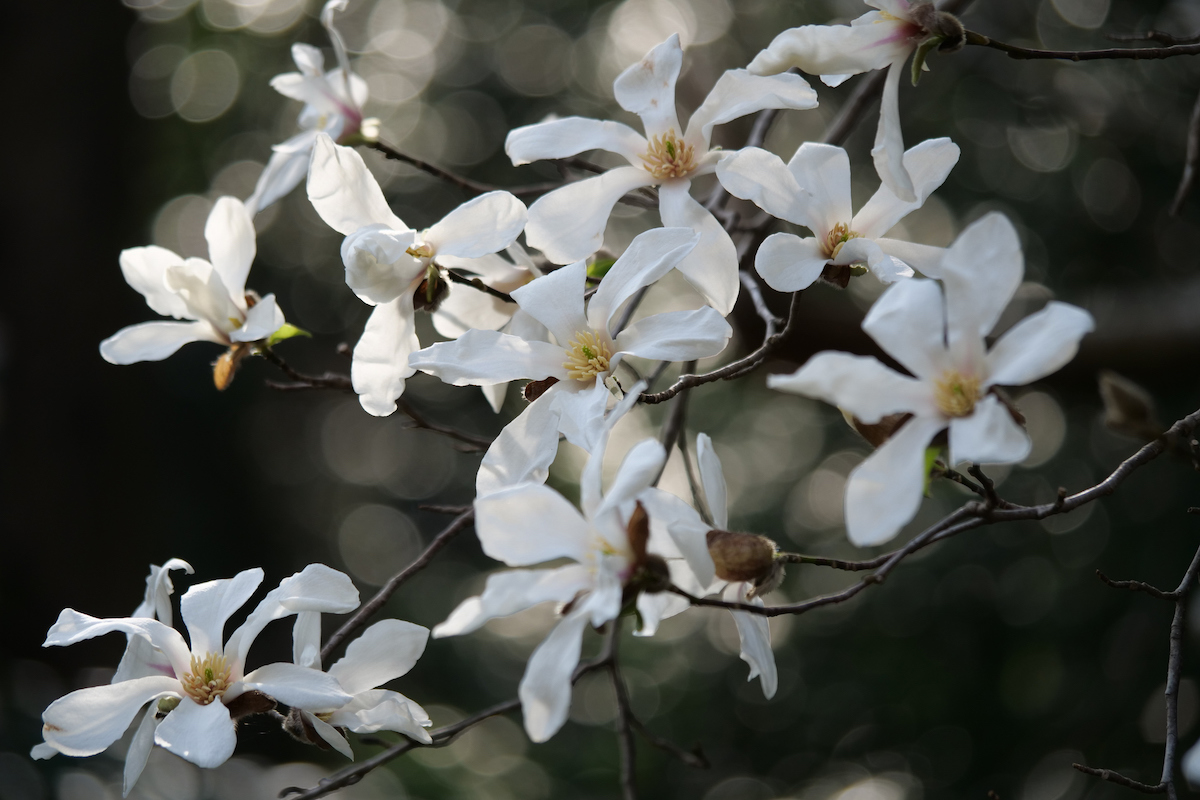 White Kobus Magnolia flowers are blooming on the brown branches of the tree.