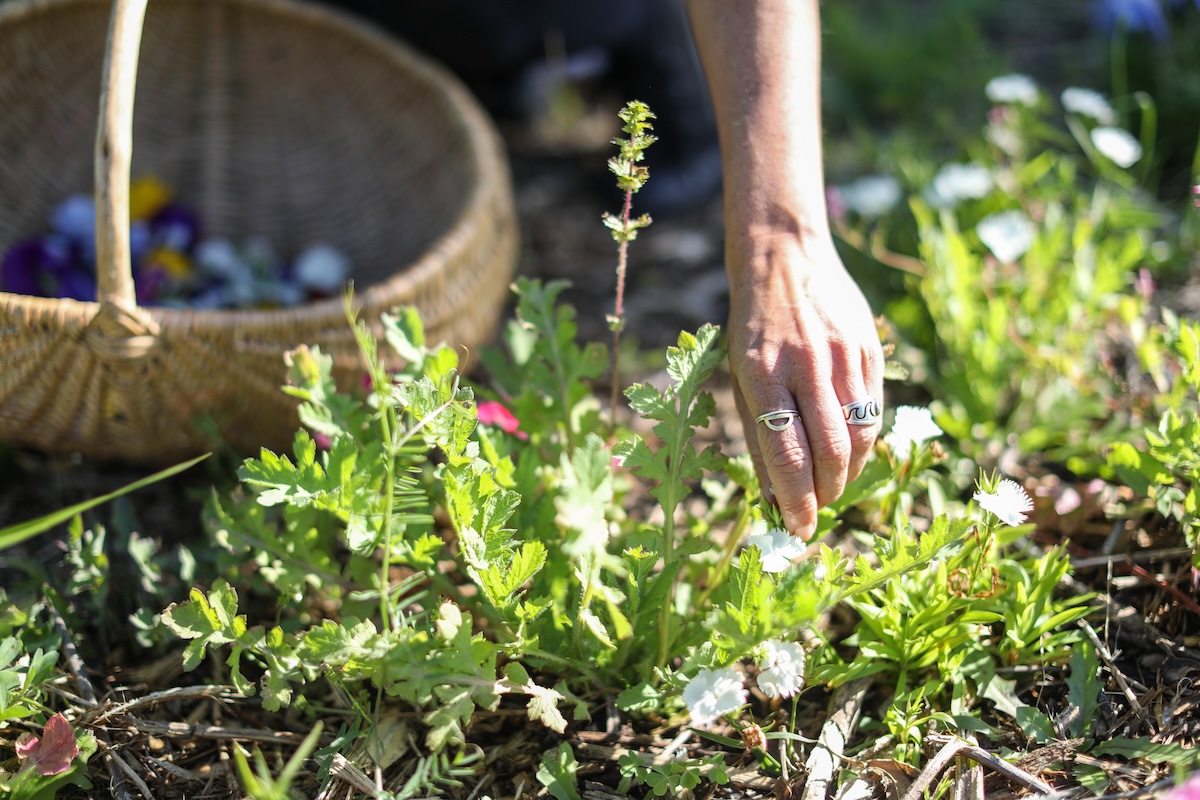 A person foraging edible flowers and weeds from the yard for dinner.