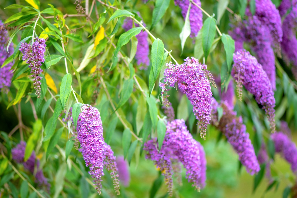 Butterfly bush with drooping clusters of purple flowers.