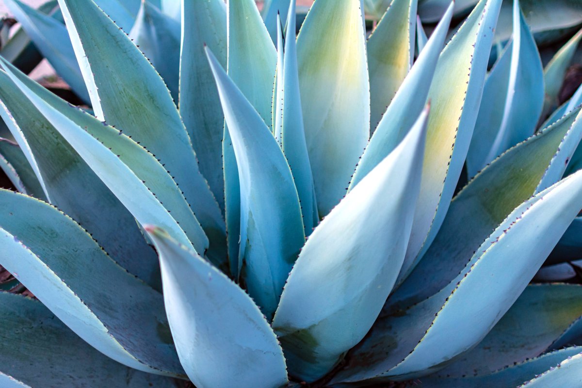 Close up of teal colored blue agave plant..