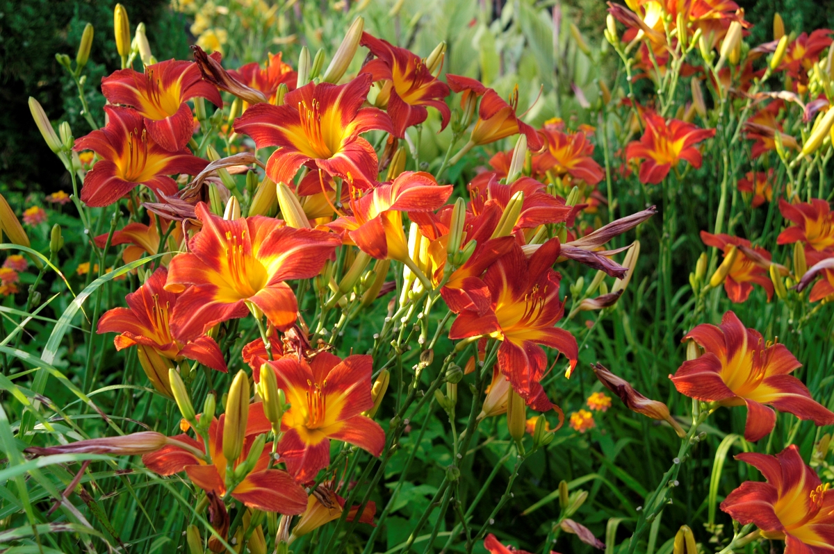 A garden full of orange daylillies.