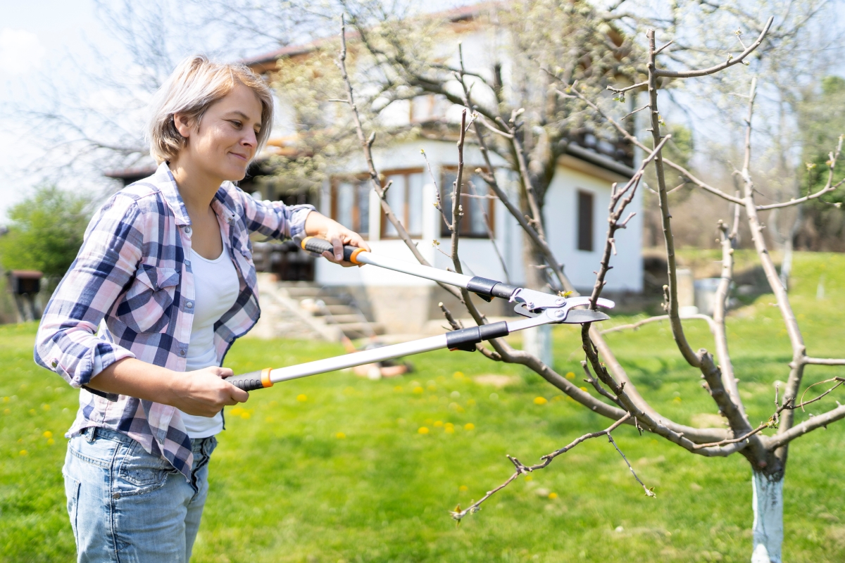 A woman is pruning a fruit tree in front of her home.