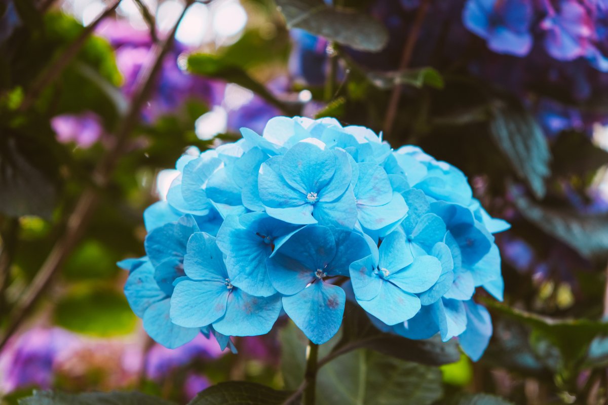 Close-up of teal hydrangea flowers.