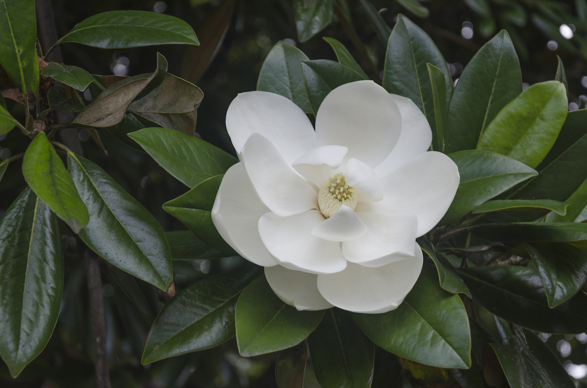 A white Sweetbay Magnolia flower is surrounded by dark green leaves.