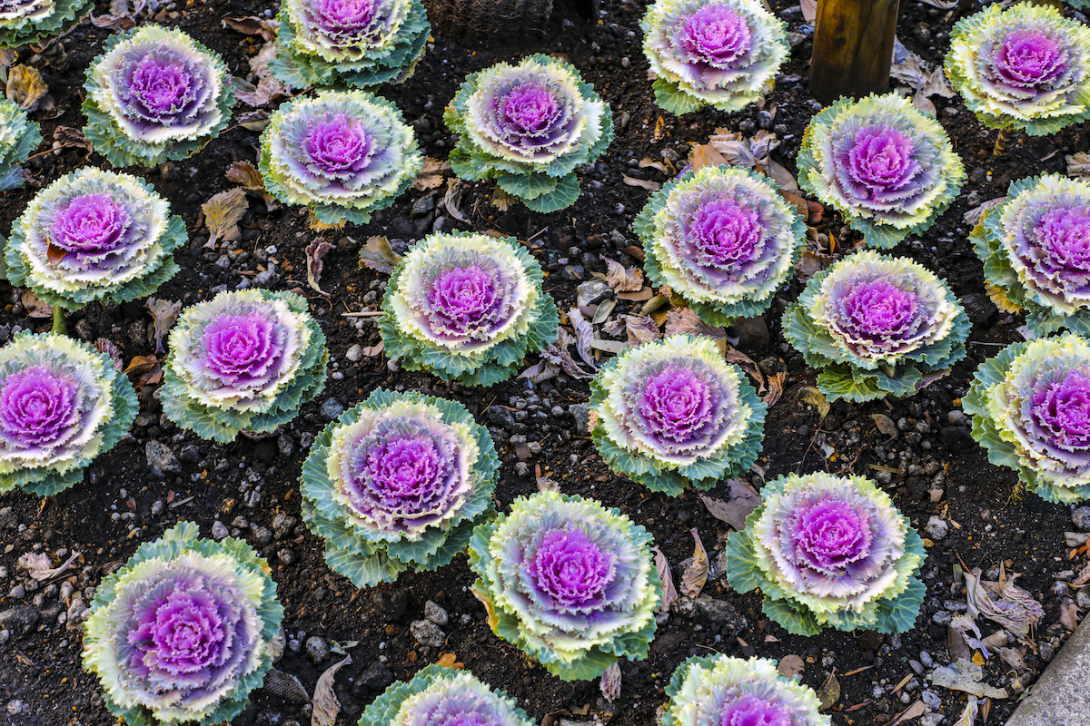 Many purple and green ornamental cabbage are growing in a garden.