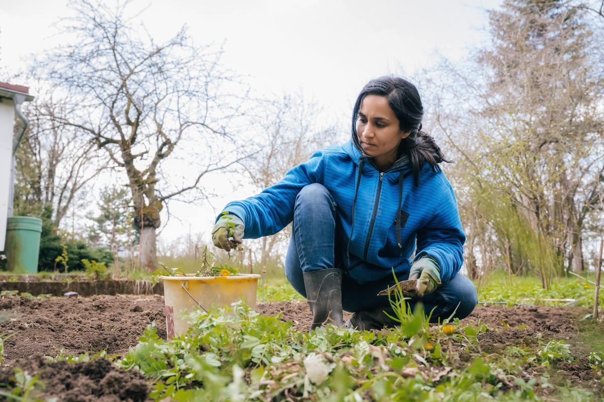 A gardener weeding her vegetable patch in the fall using integrated pest management methods.